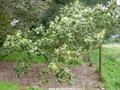 Brant's oak